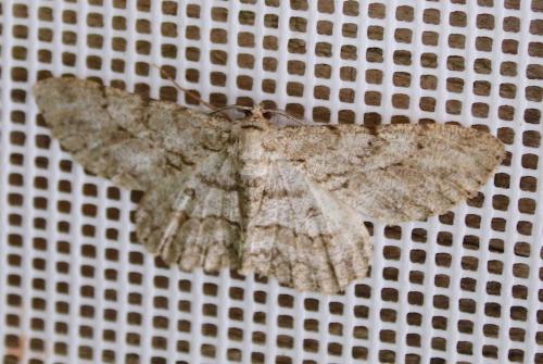 Réf. 242 969 : Hypomecis punctinalis